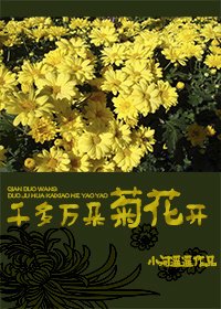 《千朵万朵菊花开》